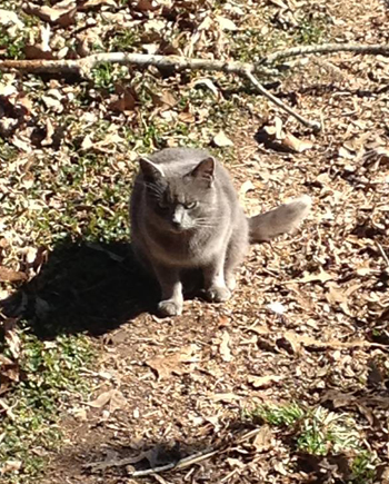 Gray kitty in grass.jpg